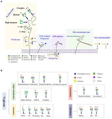 The alteration and role of glycoconjugates in Alzheimer’s disease